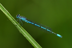David Plant Photography - Wildlife Photographer - Azure damselfly - D